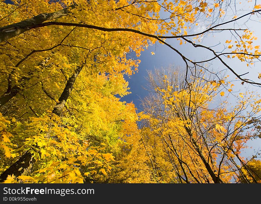 Autumn leaves turning color against a deep blue sky