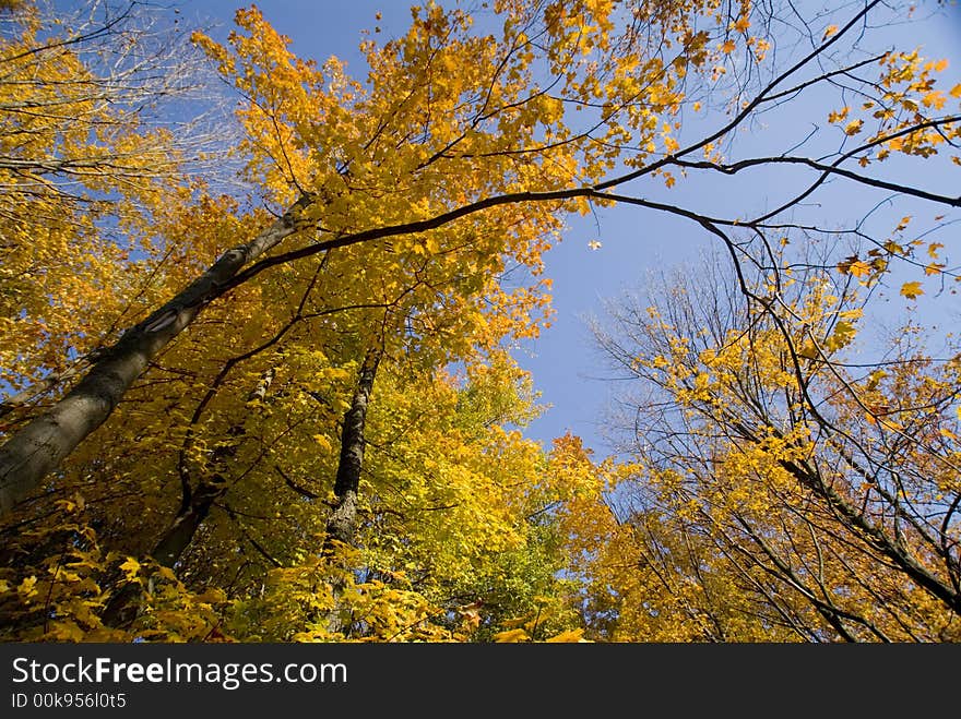 Autumn leaves turning color against a deep blue sky