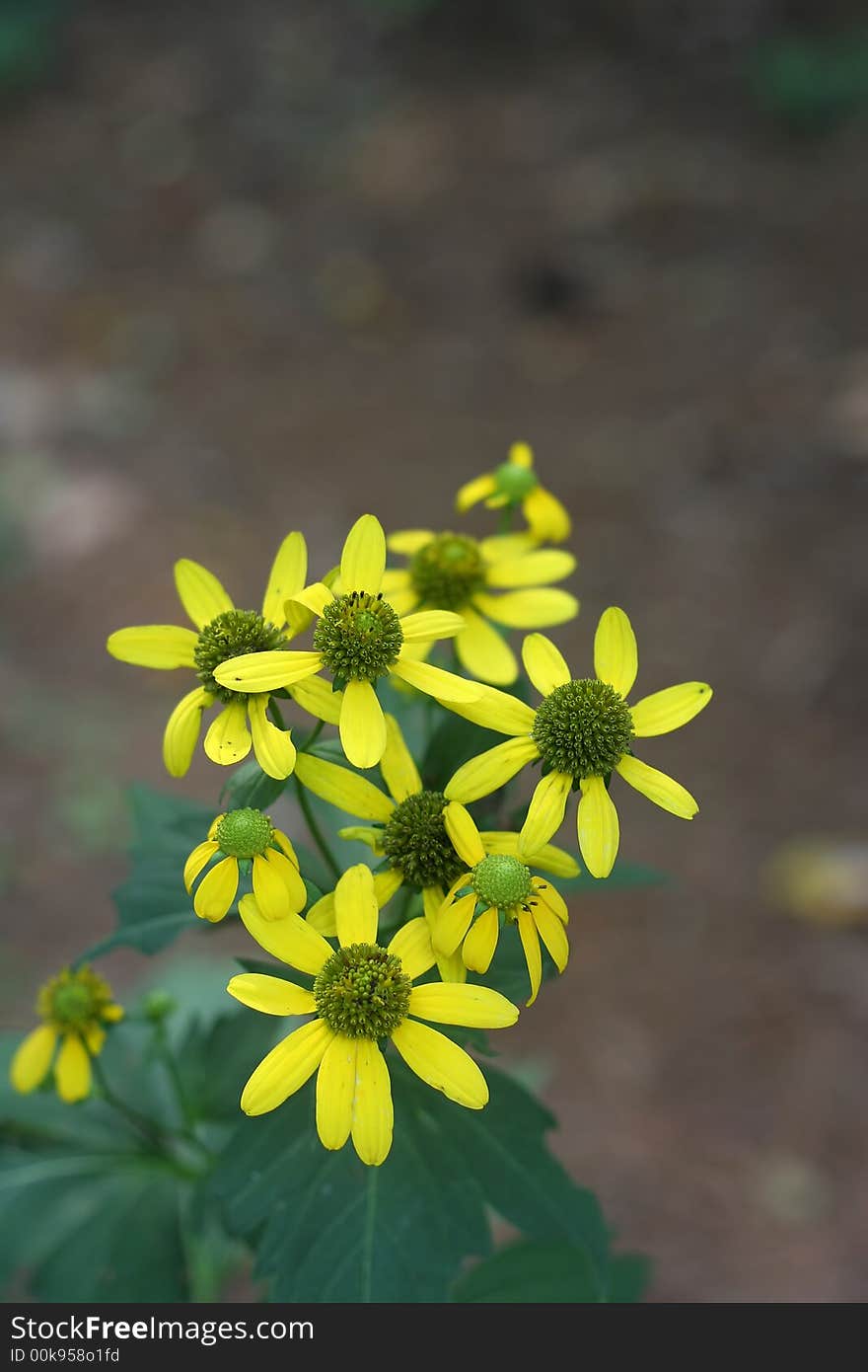 Yellow wildflowers captured against a woodland background. Yellow wildflowers captured against a woodland background