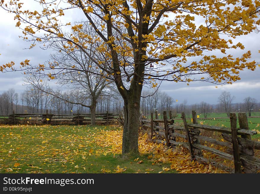 Photo of an autumn tree with lots of leaves fallen on the ground. Photo of an autumn tree with lots of leaves fallen on the ground