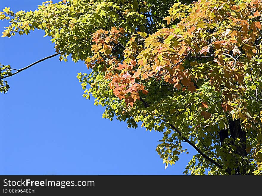 Autumn leaves turning color against a deep blue sky