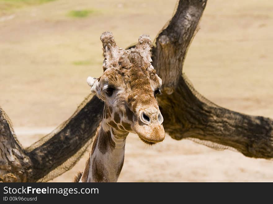 An elderly giraffe stands quietly next to a tree