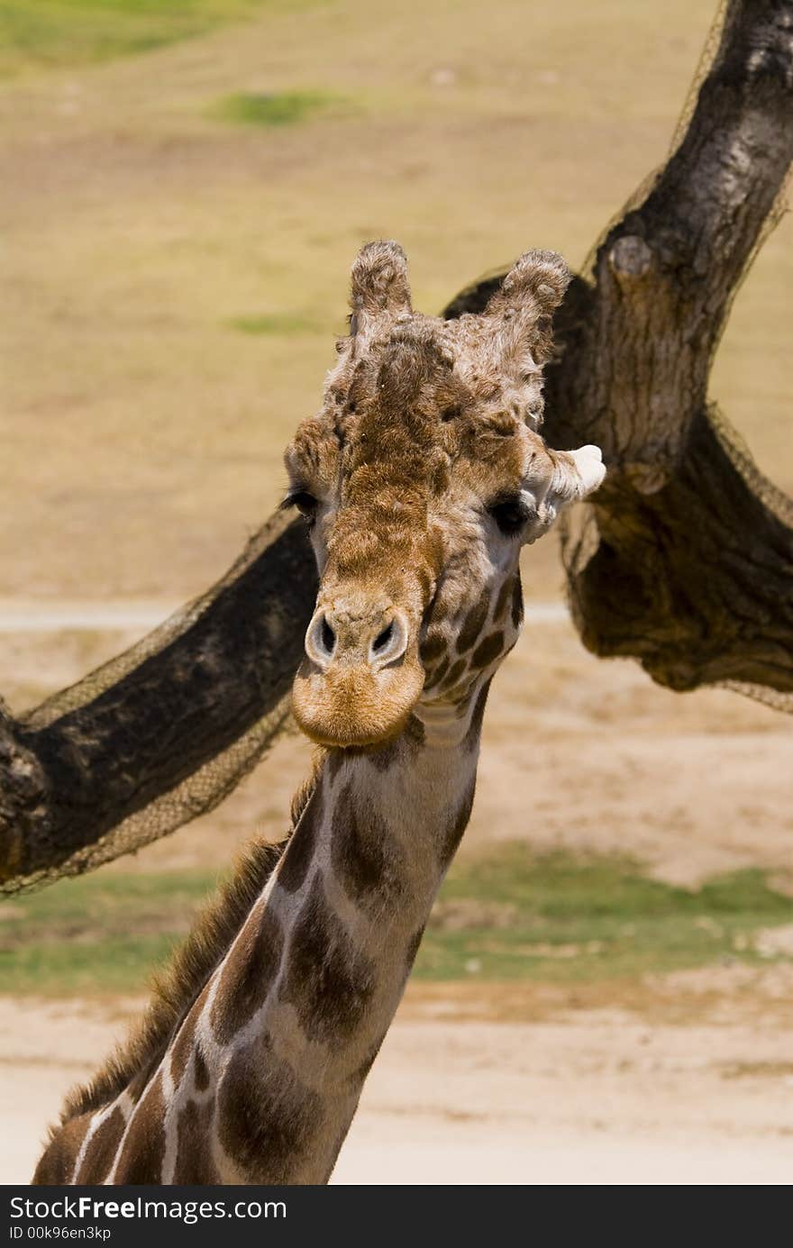 An elderly giraffe stands quietly next to a tree