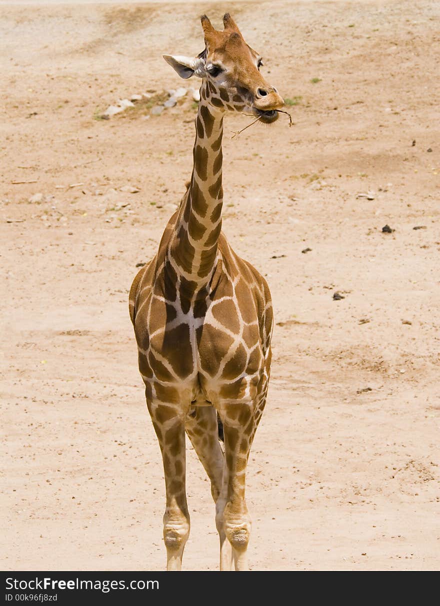 A young giraffe is chewing on a tree branch