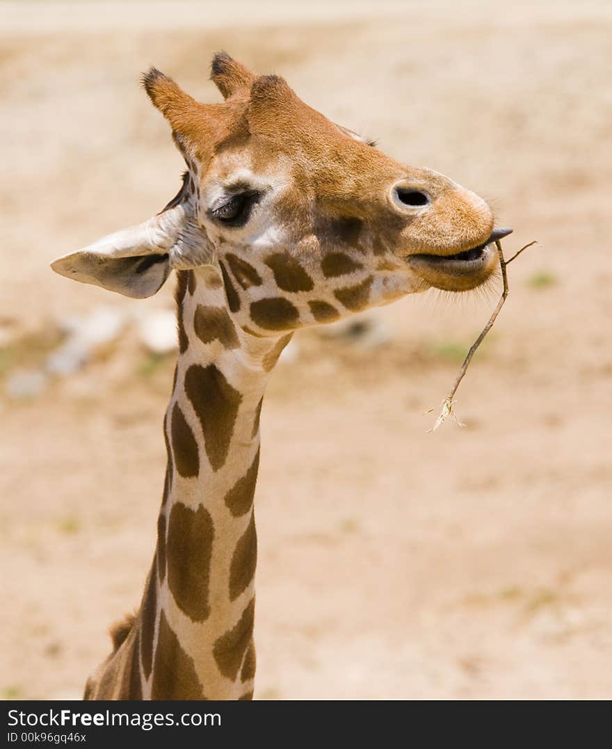 A young giraffe is chewing on a tree branch