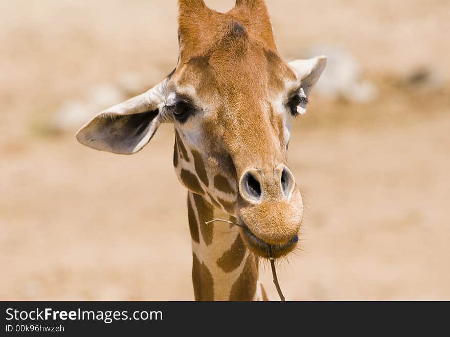 A young giraffe is chewing on a tree branch