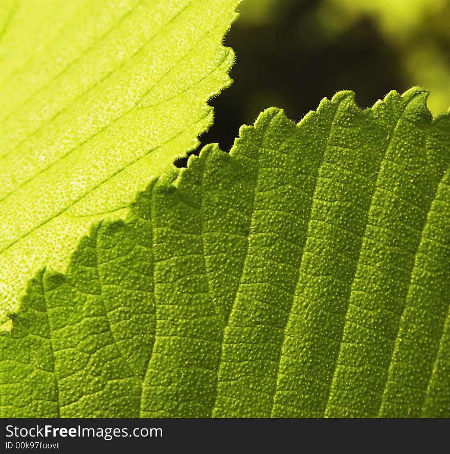 Close-up of a leaf showing veins