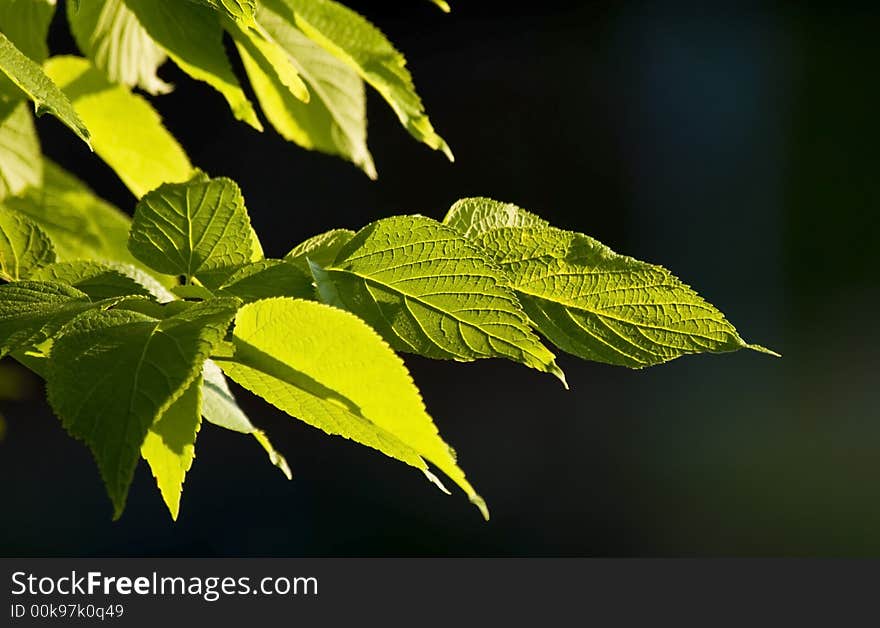 Close-up of leaves showing veins as sunlight is filtered through the leaf