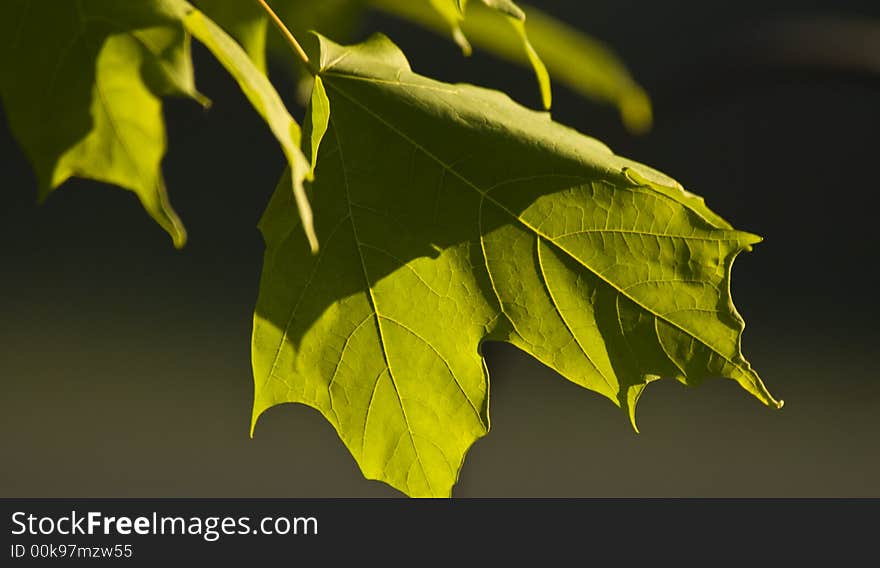 Close-up of leaves showing veins as sunlight is filtered through the leaf