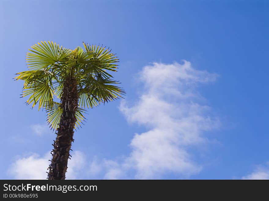 Single palm tree against a deep blue sky with a few clouds