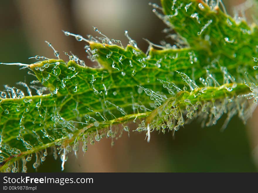 Close-up of hairy plant. Close-up of hairy plant