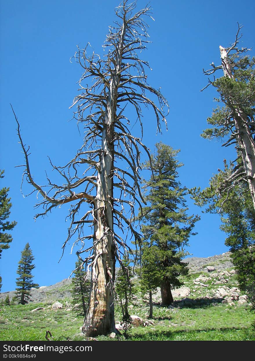 This is a bare tree in the Sierra Nevada mountain range in Northern Califonia. This is a bare tree in the Sierra Nevada mountain range in Northern Califonia.