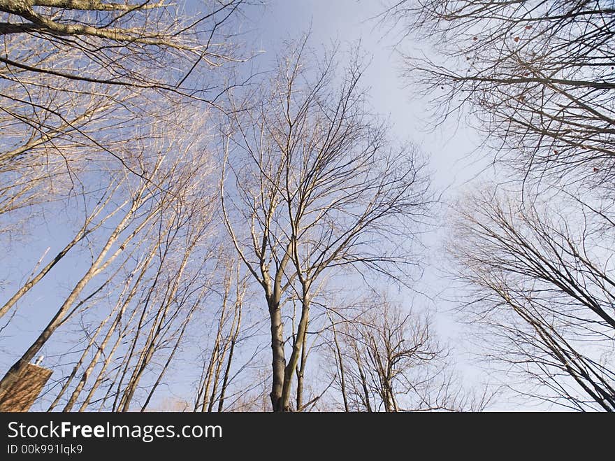 Barren trees shot straight up with a wide angle lens. Barren trees shot straight up with a wide angle lens