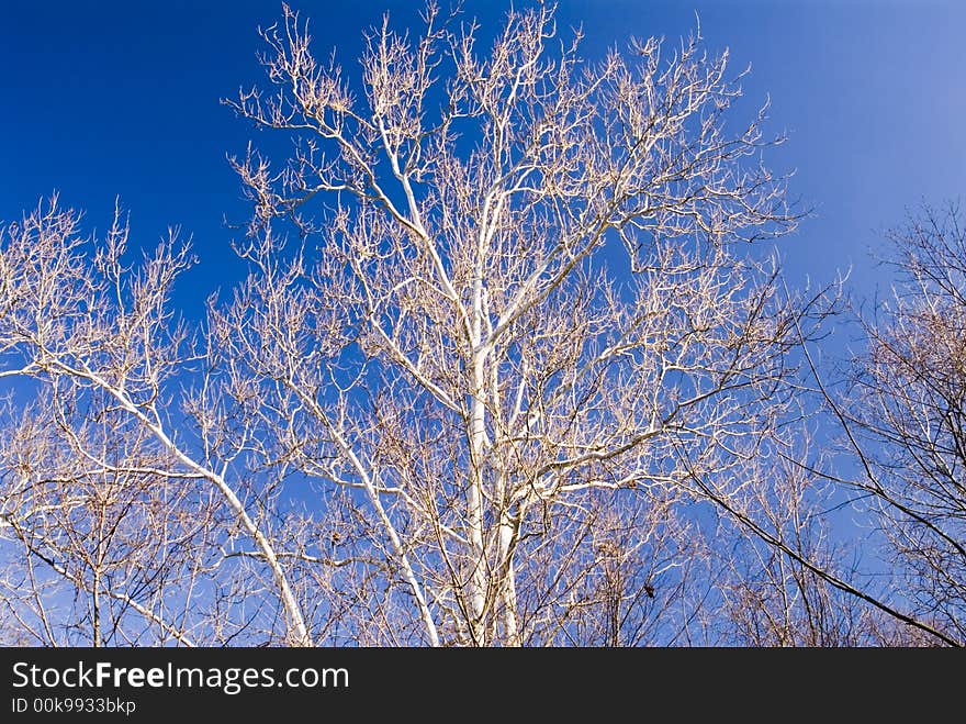 Barren trees in the winter time shot against a deep blue sky. Barren trees in the winter time shot against a deep blue sky