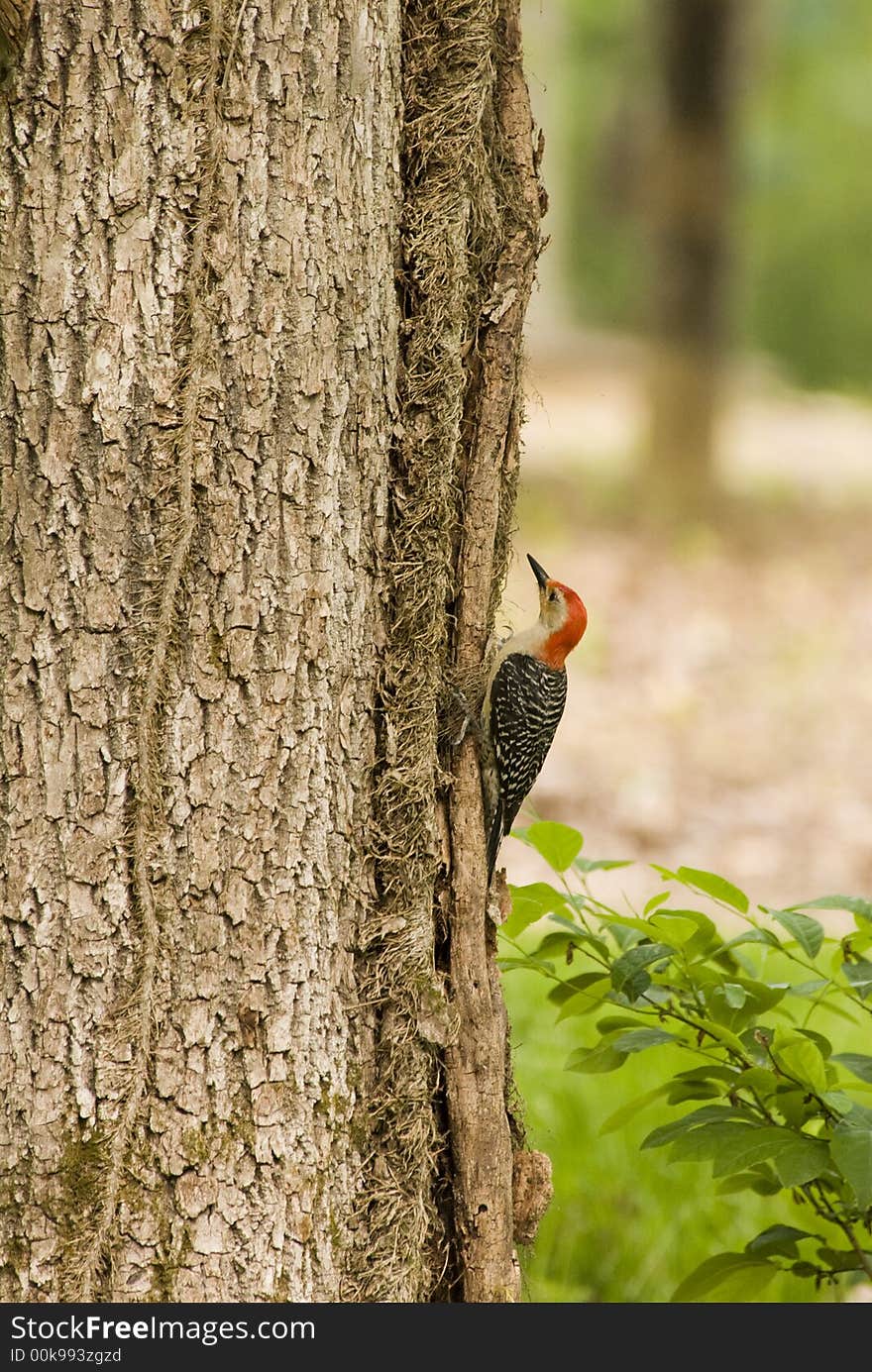 Woodpecker