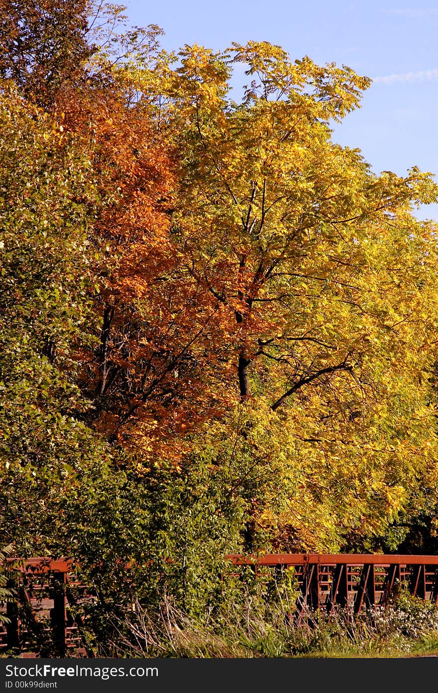 Fall colors with orange and yellow maples and oaks. Fall colors with orange and yellow maples and oaks