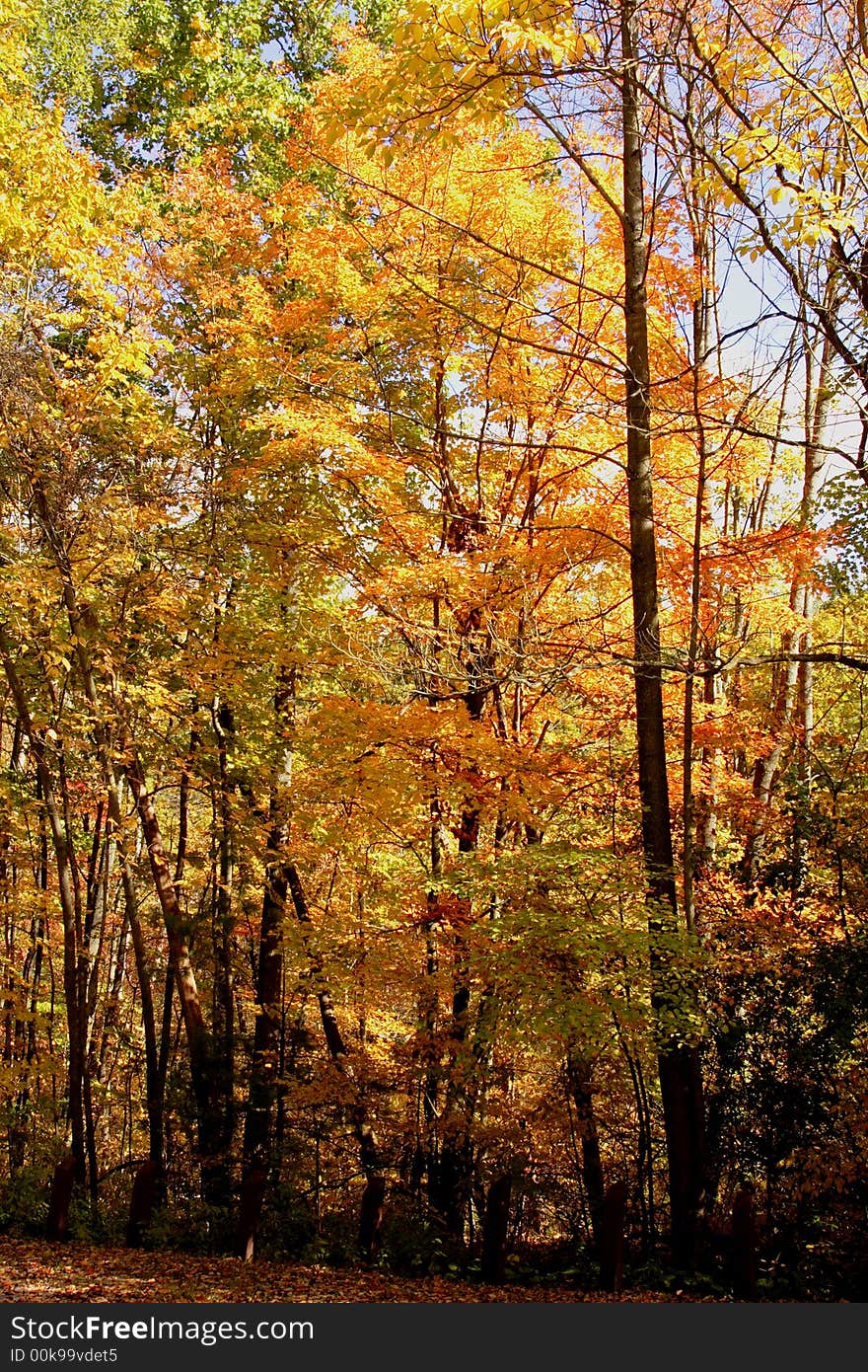 Fall foliage with orange and yellow maples and oaks