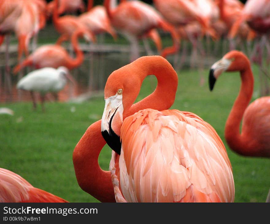 Flamingo Crowd