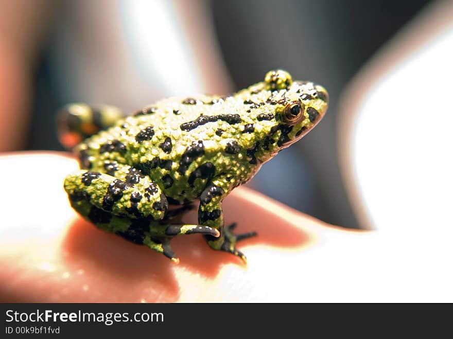 Fire-bellied Toad