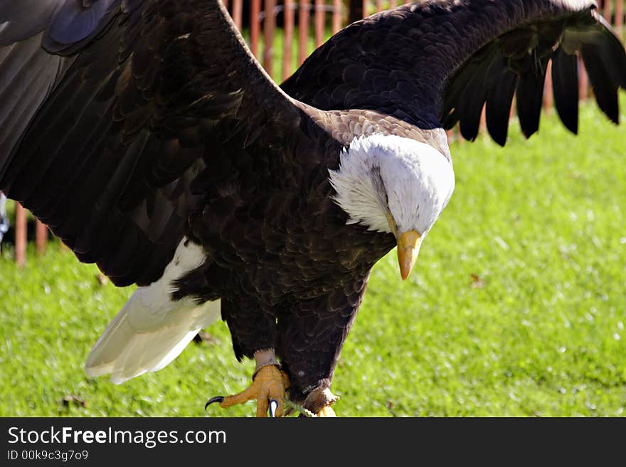 Bald Eagle