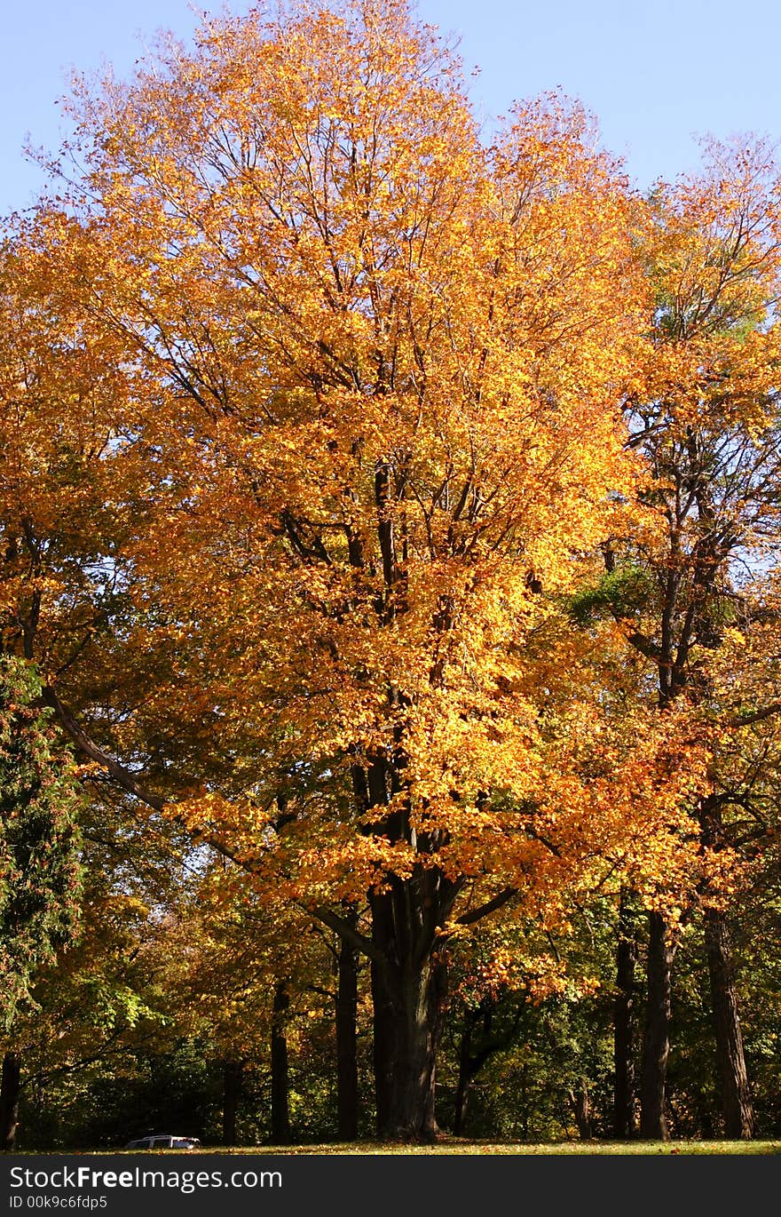 Fall foliage and autumn colors