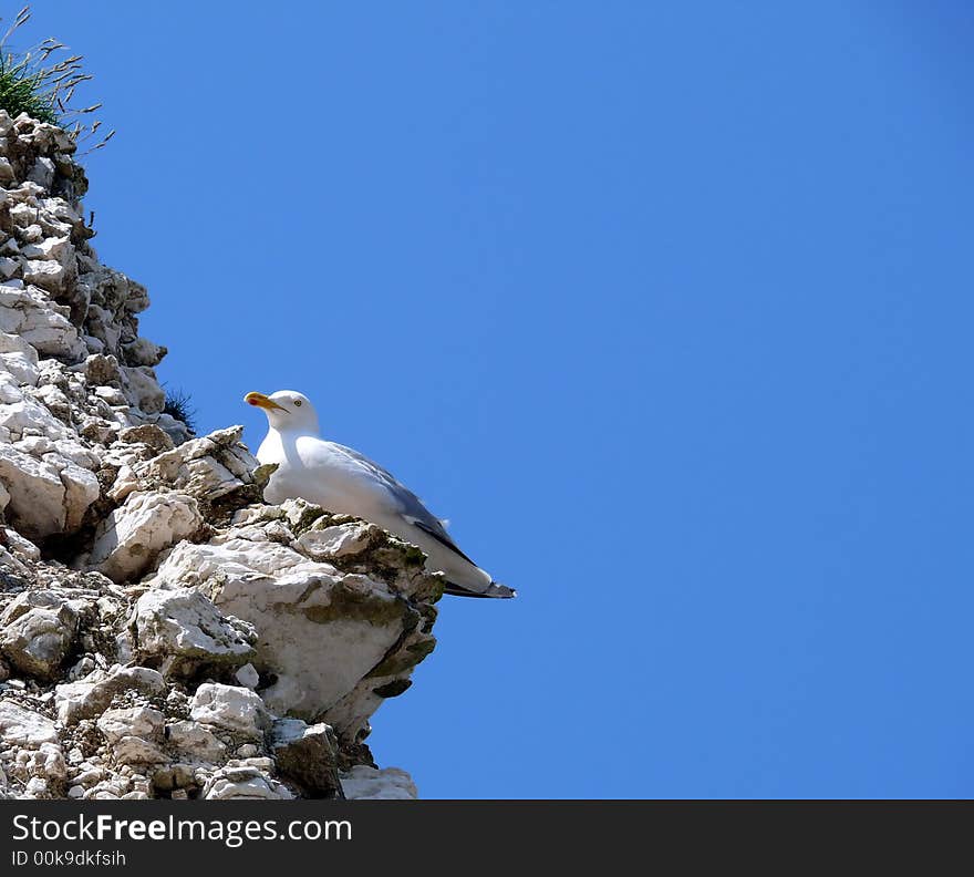 Seagull