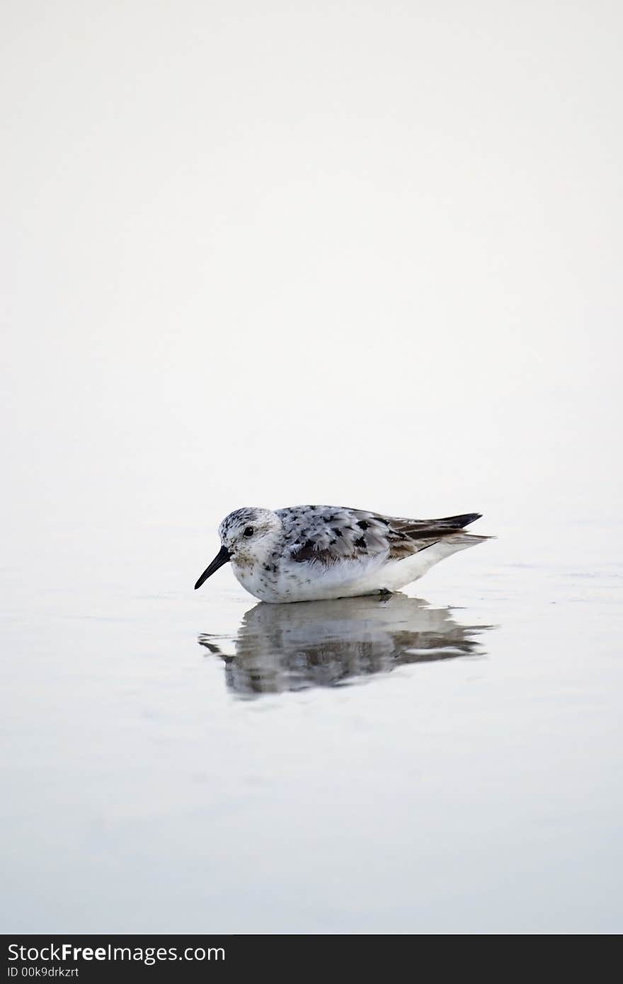 A reflection of a shore bird in the waves of the ocean. A reflection of a shore bird in the waves of the ocean.