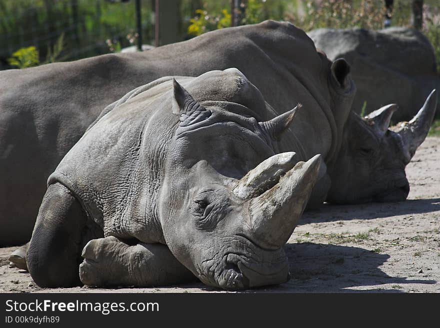 The white rhino resting on a hot day. The white rhino resting on a hot day