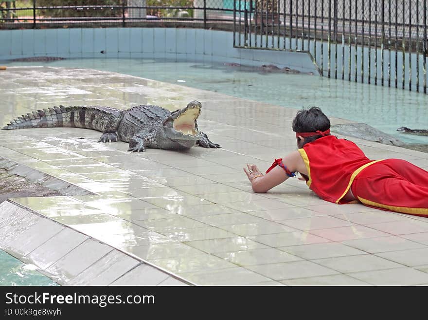 A zoo keeper teases a crocodile during a show. A zoo keeper teases a crocodile during a show