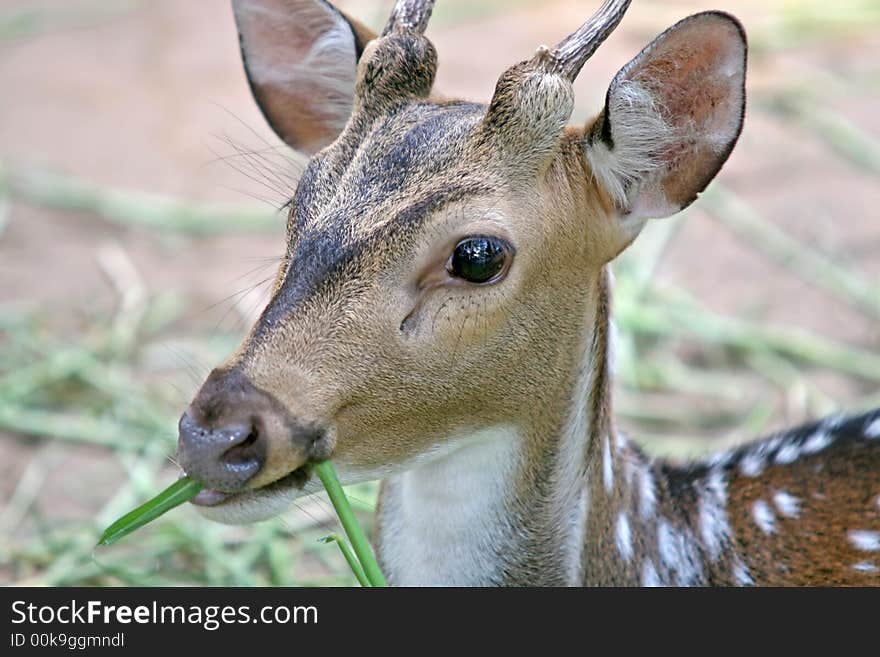 A spotted deer, or chital, native to Indian forests