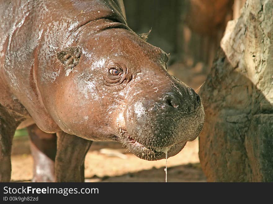 Close up of a small hippo (calf). Close up of a small hippo (calf)