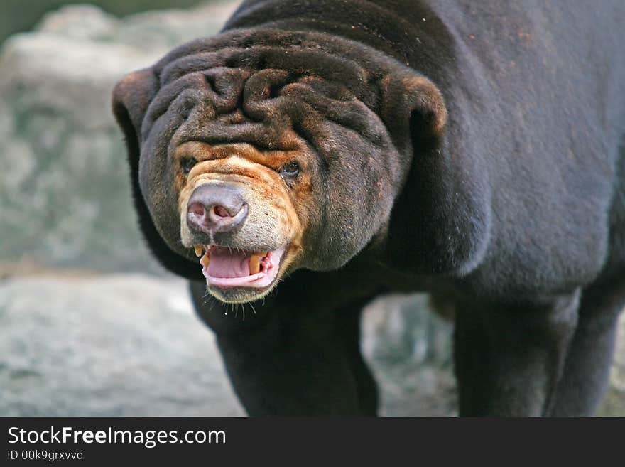 A Malayan Sun Bear, found primarily in the tropical rainforests of Southeast Asia.