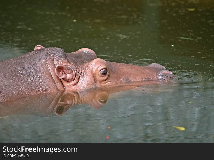 Submerged hippo