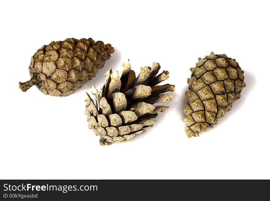 Several pine cones