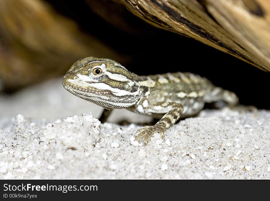 Young bearded dragon , baby reptile. Young bearded dragon , baby reptile