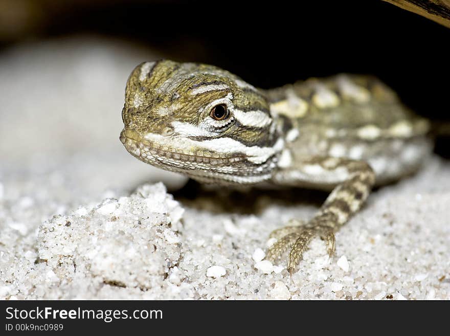 Young bearded dragon , baby reptile. Young bearded dragon , baby reptile