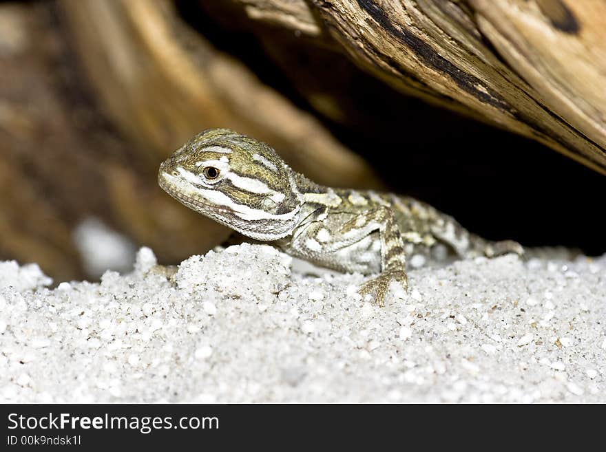 Young bearded dragon , baby reptile. Young bearded dragon , baby reptile