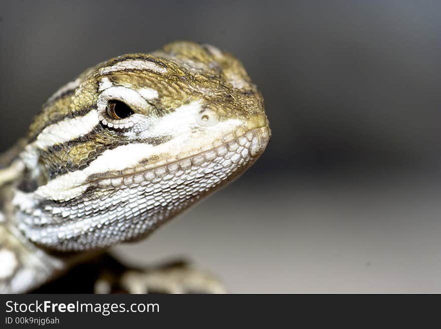 Young bearded dragon , baby reptile. Young bearded dragon , baby reptile