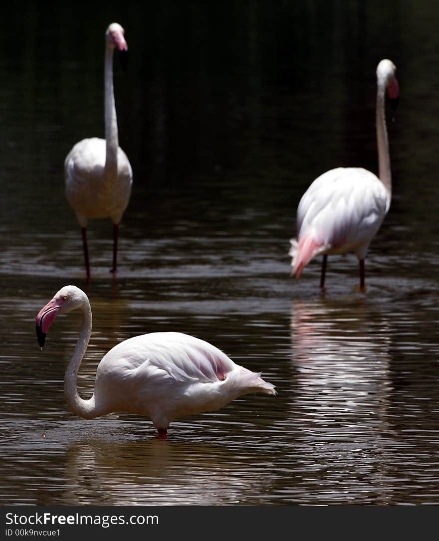 Three flamingoes in a lake.