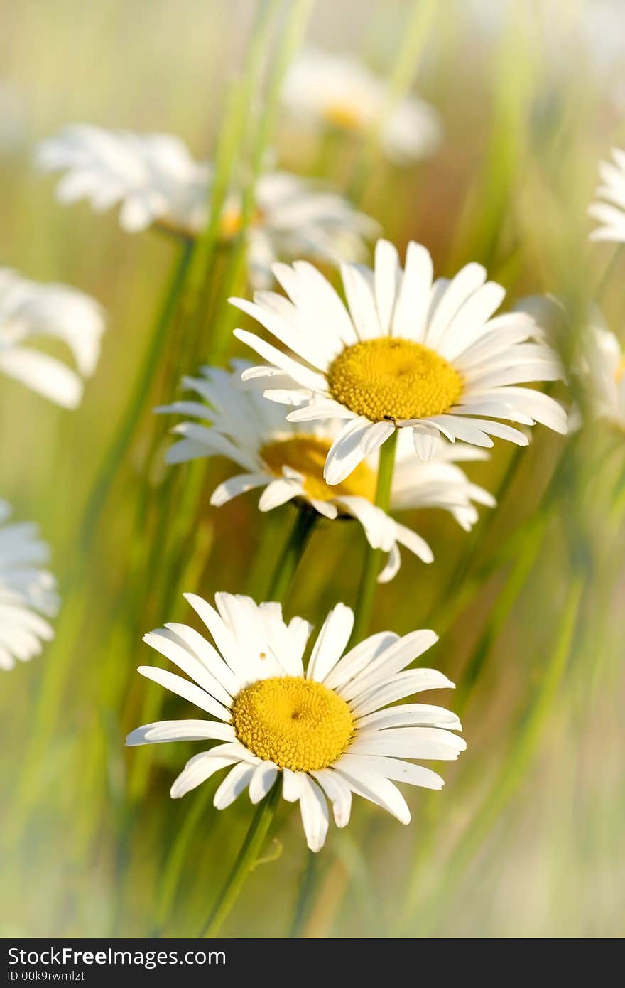 Two dandelions in a grass field during spring time