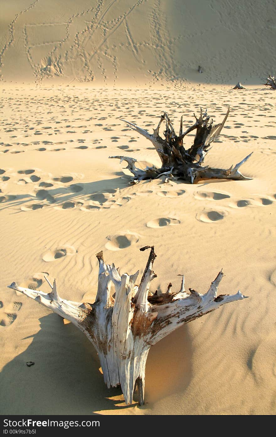 Dead trees and foot prints in the desert