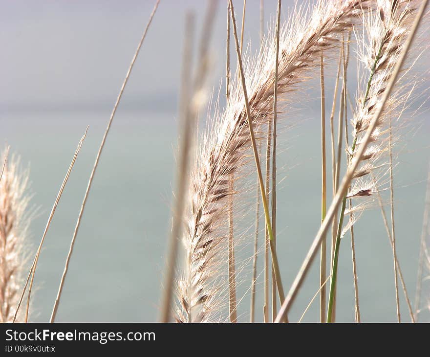 Close up of summer grass frond against a distant background