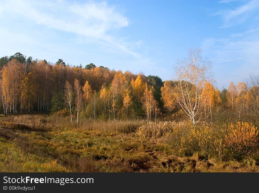 Autumn landscape with yellow birch trees under blue sky