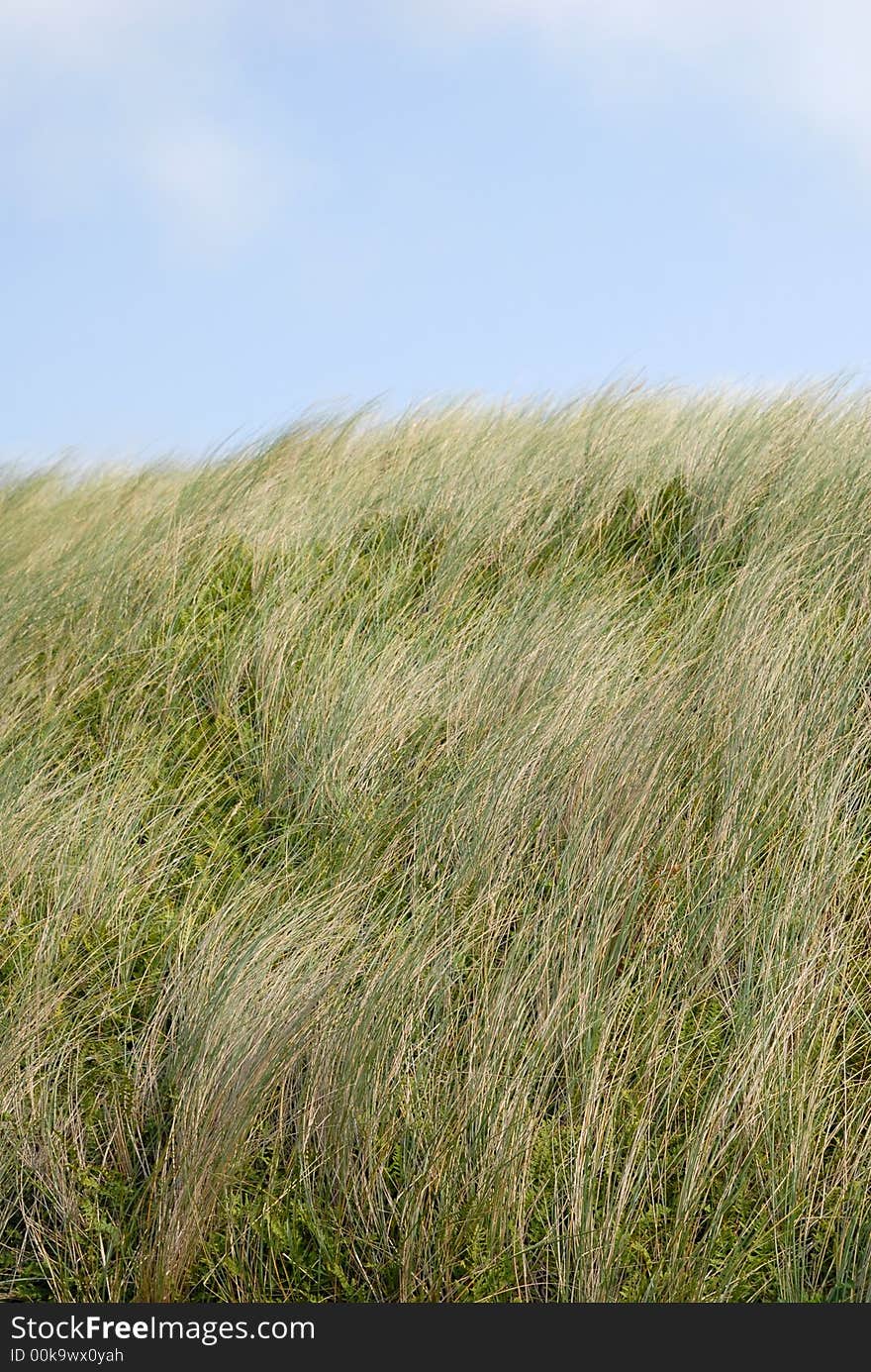 Grass dunes