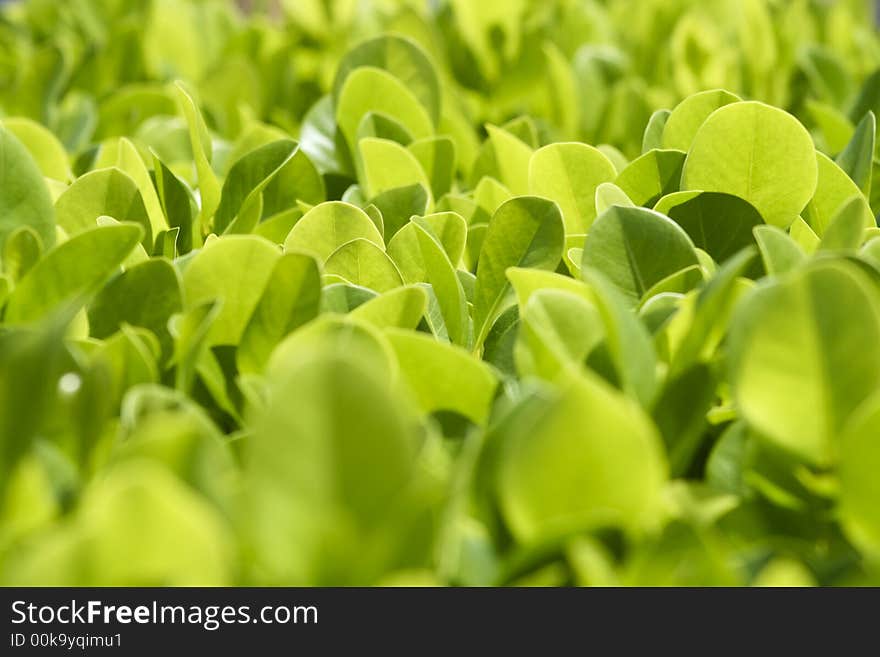 Closeup of a bush leaves.