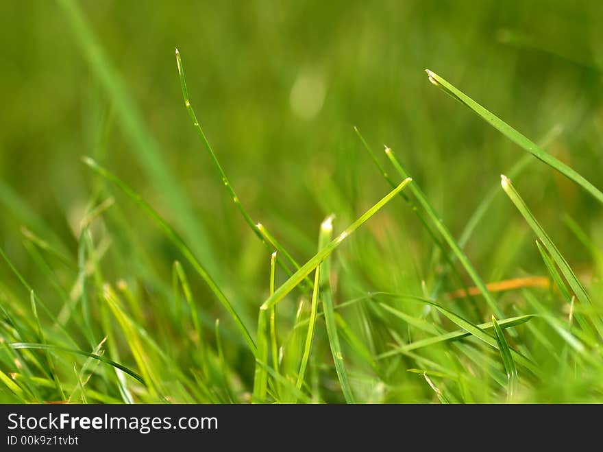 A close-up of green grass