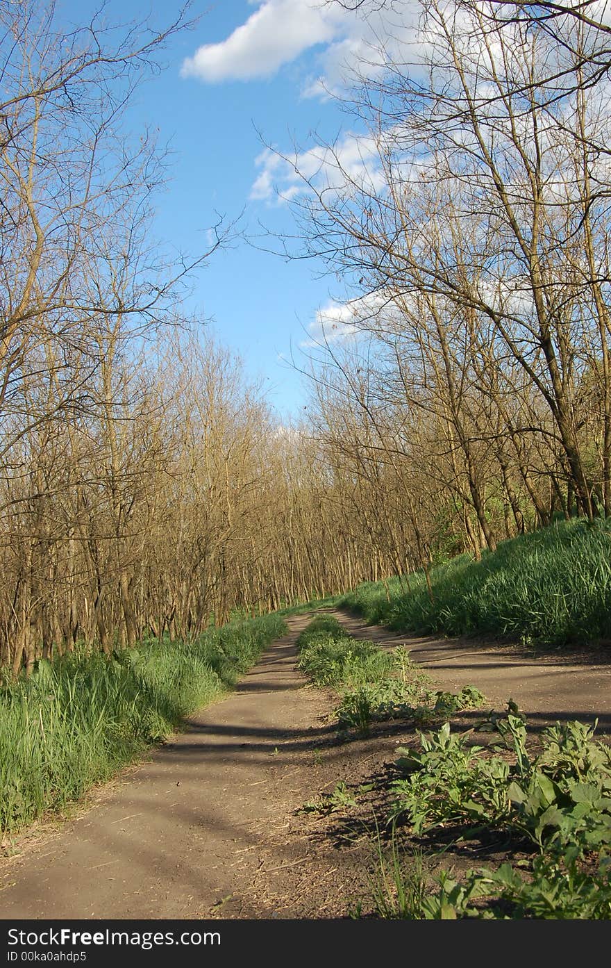 Spring forest with green grass