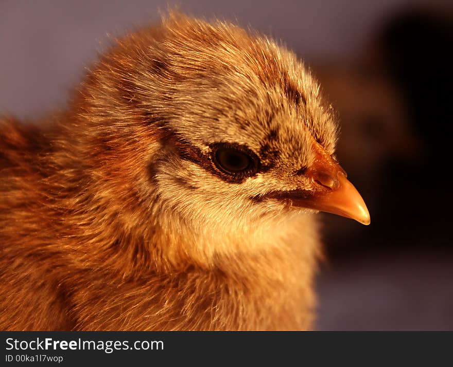 Aracauna Chick 5