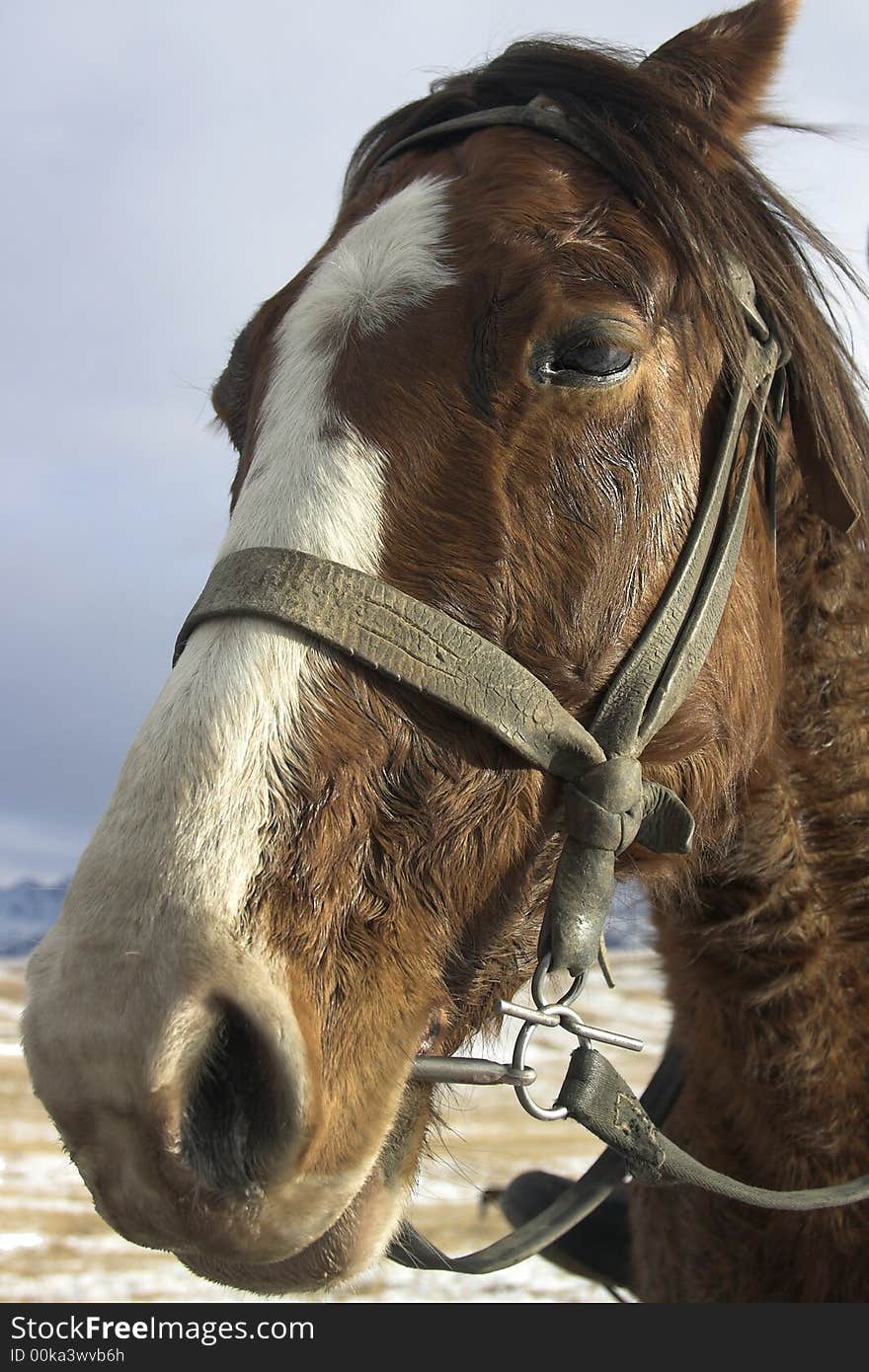 The horse is tired after gallop journey