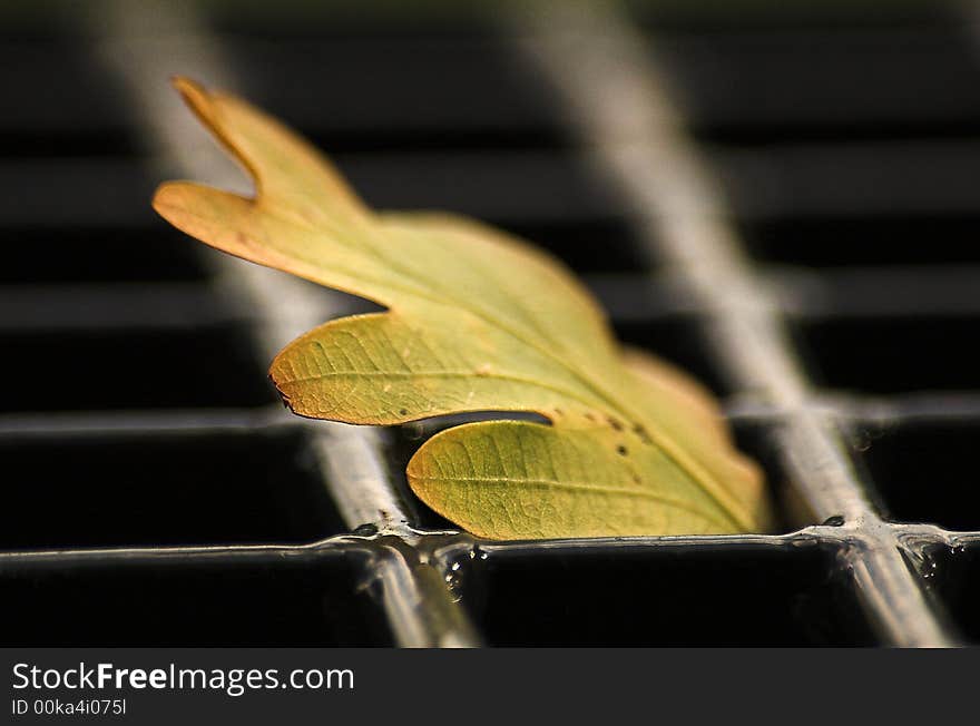 Autumn leaf caught in a black metal crate. Autumn leaf caught in a black metal crate